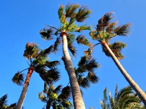 Palm Tree from the Bottom Perspective Looking into Sky Stock Photos