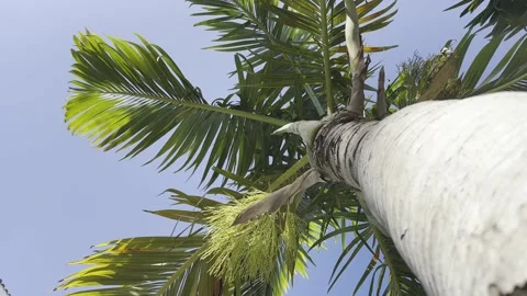 Palm tree, bottom view, against a blue sky with space for text Stock Footage 238895252