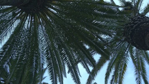 Palm tree is a bottom view close up. Leaves develop in the wind. Video stock 104889226