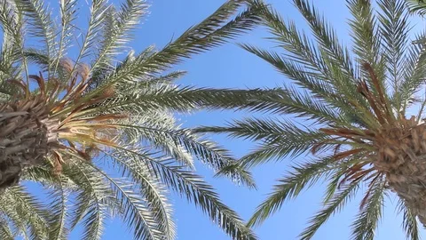 Palm tree from bottom view. Stock Footage 95278914