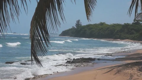 A palm tree branch, Beach and Sky Video stock 91415096