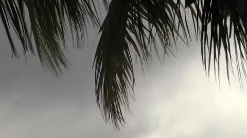 Palm Tree Branch blowing on cloudy day Stock Footage 142970190