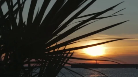 Palm tree branch in front of sunset. Video stock 76849196