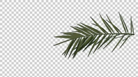Palm tree branch moving in the wind Stock Footage 42771319