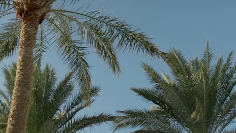 Palm tree branch over clear blue sky with copy space Stock Footage 330540812