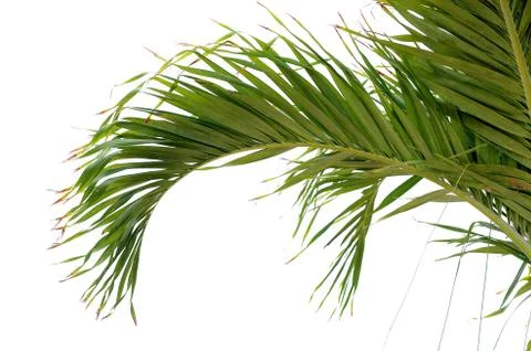 Palm tree branch Stock Photos