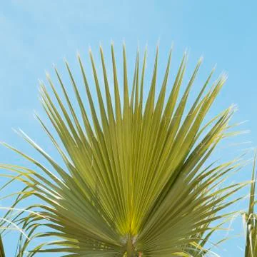 Palm tree branch 库存照片