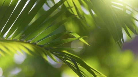 Palm tree branch swaying in the wind. Green palm leaves with bokeh nature Video stock 261703022
