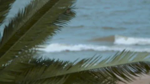 A palm tree branch sways in the wind on the seashore on a windy and cloudy day Stock Footage 289733057