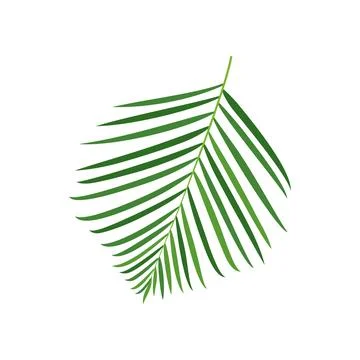Palm tree branch vector illustration Stock Illustration
