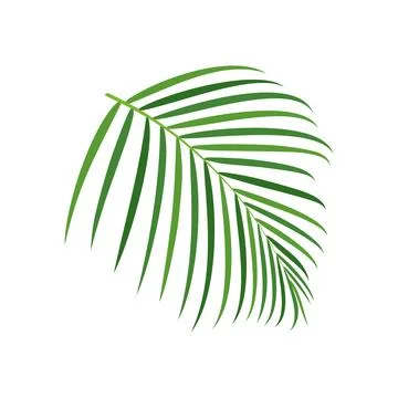 Palm tree branch vector illustration Stock Illustration