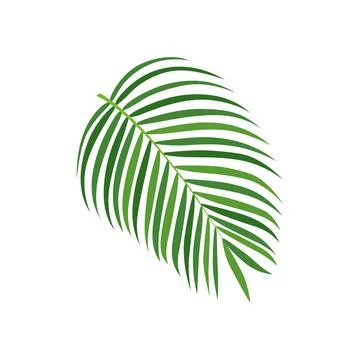 Palm tree branch vector illustration Stock Illustration
