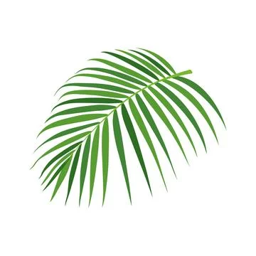 Palm tree branch vector illustration Stock Illustration