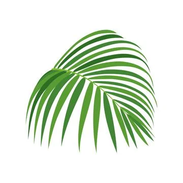 Palm tree branch vector illustration Stock Illustration