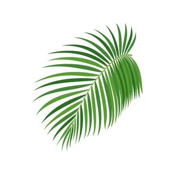 Palm tree branch vector illustration Stock Illustration