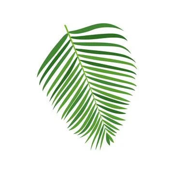 Palm tree branch vector illustration Stock Illustration