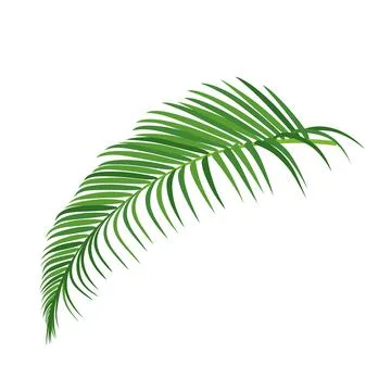 Palm tree branch vector illustration Stock Illustration
