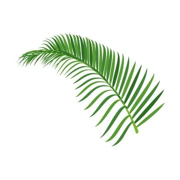 Palm tree branch vector illustration Stock Illustration