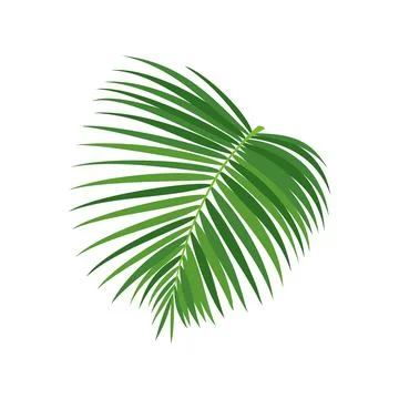 Palm tree branch vector illustration Illustrazione stock