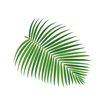 Palm tree branch vector illustration Illustrazione stock