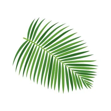 Palm tree branch vector illustration Illustrazione stock