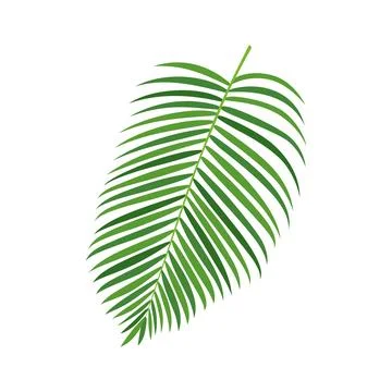Palm tree branch vector illustration Stock Illustration