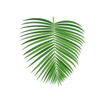 Palm tree branch vector illustration Stock Illustration