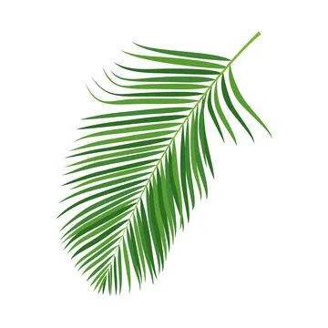 Palm tree branch vector illustration Stock Illustration