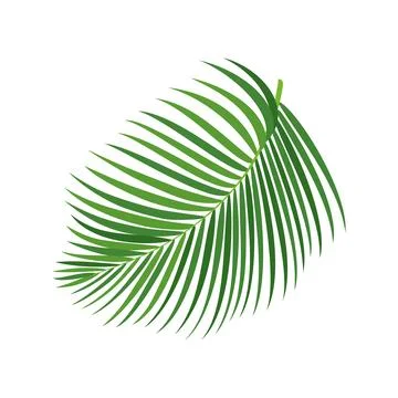 Palm tree branch vector illustration Stock-Illustration