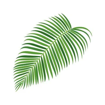 Palm tree branch vector illustration Stock Illustration