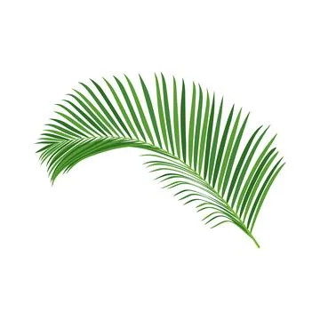 Palm tree branch vector illustration Stock Illustration