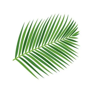 Palm tree branch vector illustration Stock Illustration