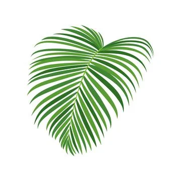 Palm tree branch vector illustration Illustrazione stock