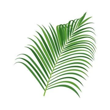 Palm tree branch vector illustration Stock Illustration