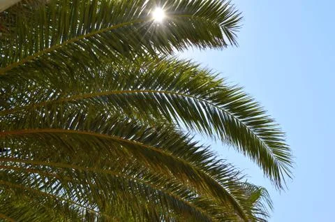 Palm tree branches against the blue sky Stock Photos