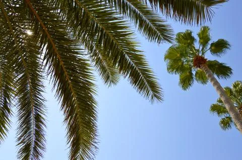 Palm tree branches against the blue sky Fotos de archivo