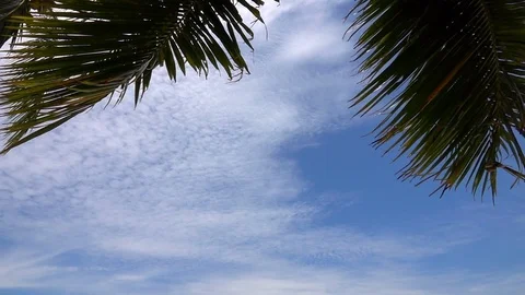 Palm Tree Branches against Clear Blue Sky Video stock 94523028