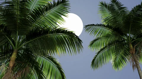 Palm tree branches against the sky and the sun is shining. Stock Footage 283024523