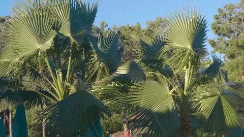 Palm tree branches are swaying violently by the storm wind coming from the sea Stock Footage 323846185
