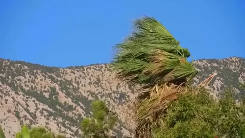 Palm tree branches are swaying violently by the storm wind coming from the sea Stock Footage 323855075