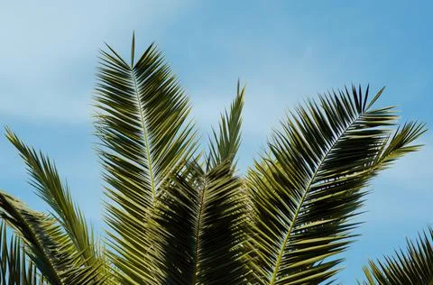 Palm tree branches close-up against a blue sky Stock Photos