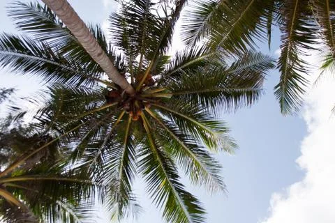Palm tree branches with coconuts Stock Photos