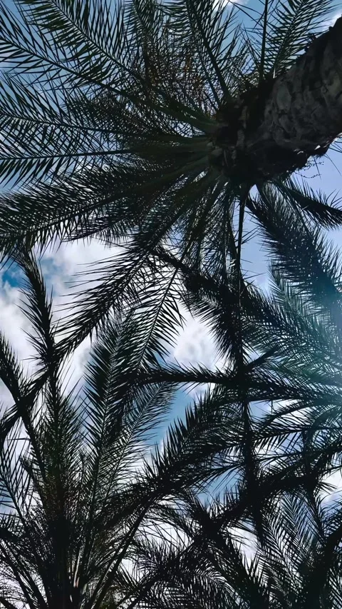 Palm tree branches Stock Footage 335883899