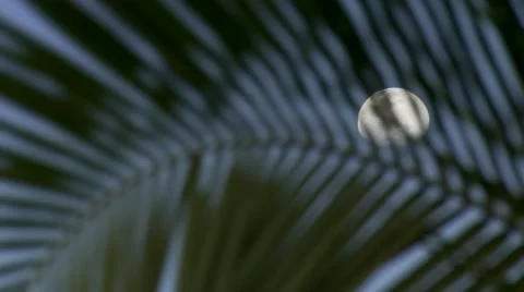Palm tree branches in front of a daytime moon Stock Footage 61085144