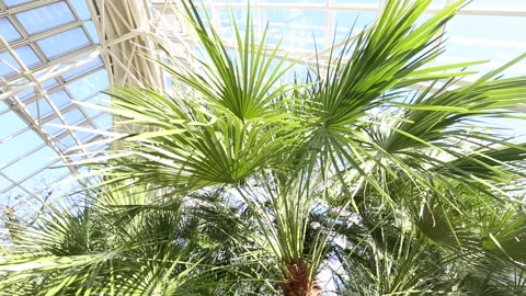  palm tree branches in garden Video stock 306040359
