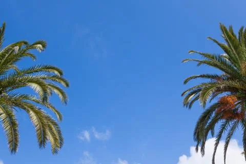 Palm tree branches over a clear blue sky Stock-Fotos