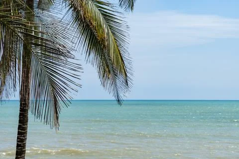 Palm tree branches overlooking tranquil caribbean sea in colombia Stock Photos