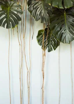 Palm tree branches Stock Photos