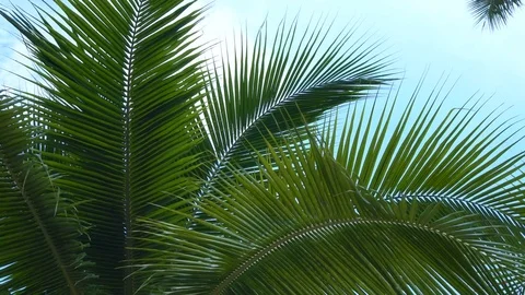Palm Tree Branches. POV from Swinging Hammock Stock Footage 78032107