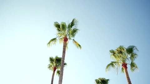 Palm tree branches providing shade under a bright, sunny tropical sky. Stock Footage 343494014